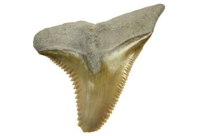 Fossil Shark Tooth (Hemipristis) - Bone Valley, Florida #235616